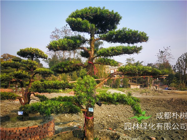 郫县罗汉松【苗圃基地直销】20公分价格28000-32000元